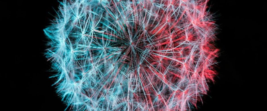 The Tudor Consort: XL - Forty years