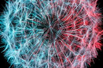 The Tudor Consort: XL - Forty years